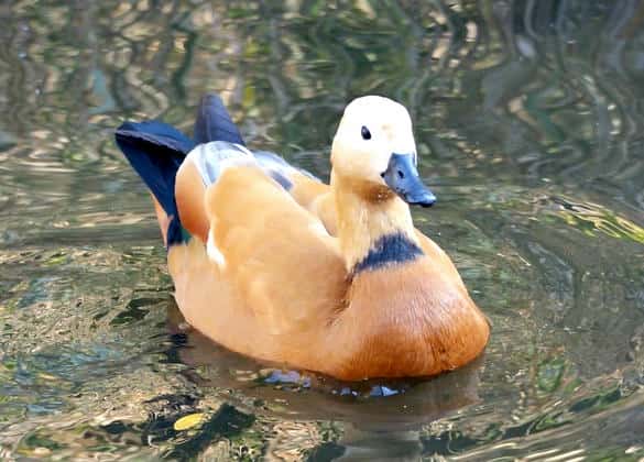 動物図鑑・アカツクシガモ